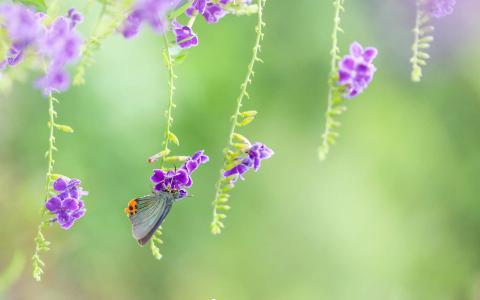 2017年5月清新绿色护眼植物瓢虫日历壁纸第1张