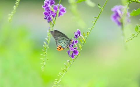2017年5月清新绿色护眼植物瓢虫日历壁纸第2张