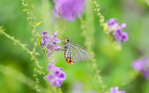 2017年5月清新绿色护眼植物瓢虫日历壁纸第3张