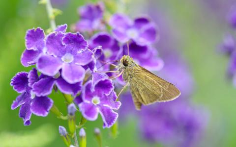 2017年5月清新绿色护眼植物瓢虫日历壁纸第5张