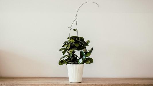简约小清新植物盆栽高清电脑桌面壁纸图片大全第1张