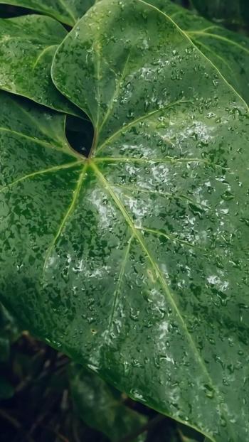 绿色植物图片 _ 第(5)张