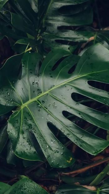 绿色植物图片 _ 第(7)张