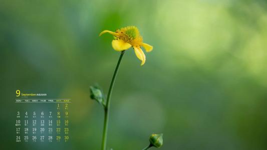 绿色植物图片 _ 第(7)张