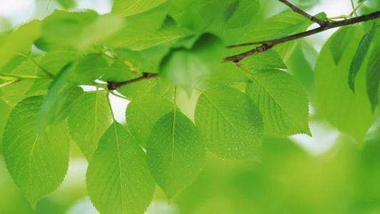 2014年9月日历壁纸微距树叶唯美摄影图片合集第一辑第4张