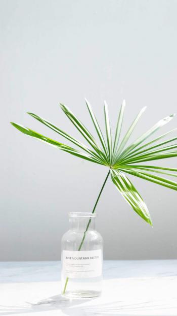 绿色植物图片 _ 第(3)张