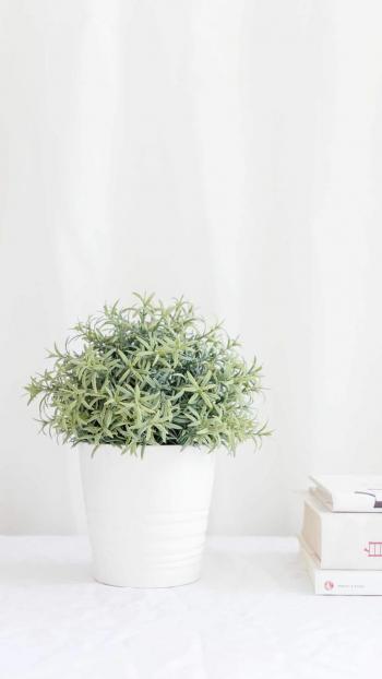 绿色植物图片 _ 第(4)张