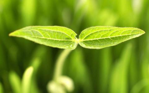 绿色植物图片 _ 第(7)张