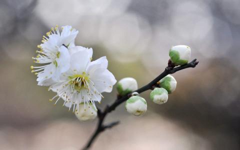梅花图片 _ 第(9)张