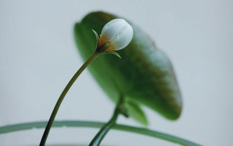 绿色植物第6张