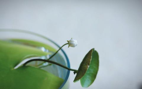 绿色植物图片 _ 第(9)张
