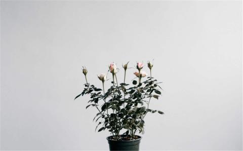 2016年8月日历盆栽风景桌面壁纸第一辑第6张