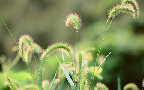 绿色植物图片 _ 第(6)张