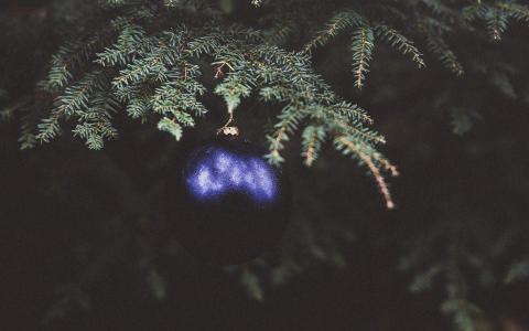 绿色植物图片 _ 第(3)张