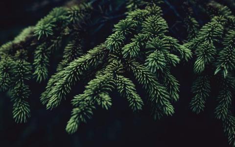 绿色植物图片 _ 第(7)张