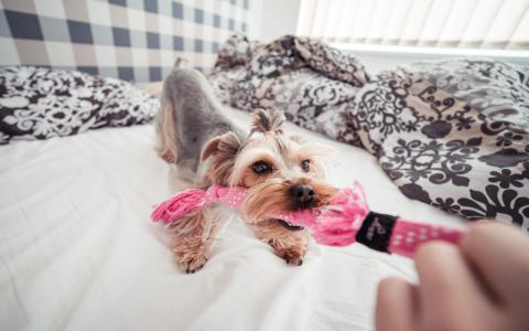 超萌小狗图片 _ 第(5)张