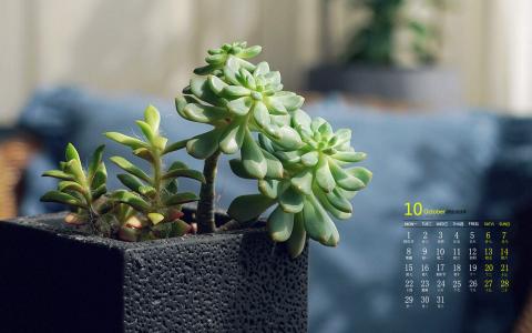 多肉植物图片 _ 第(4)张
