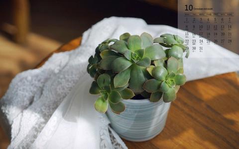 多肉植物图片 _ 第(7)张