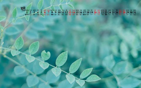 绿色植物图片 _ 第(6)张