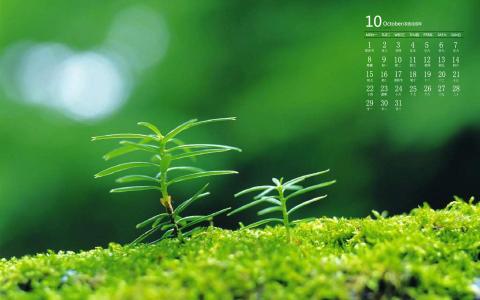 绿色植物图片 _ 第(1)张