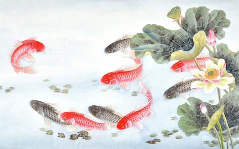 淡水鱼图片 _ 第(1)张