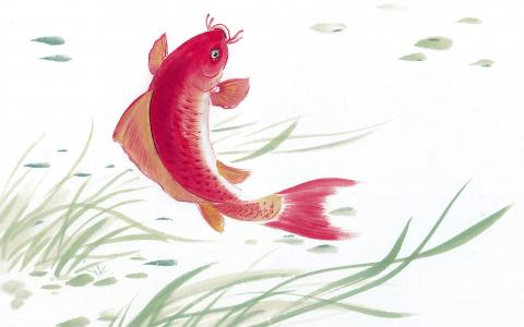 淡水鱼图片 _ 第(2)张