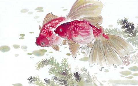 淡水鱼图片 _ 第(5)张