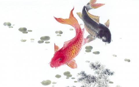 淡水鱼图片 _ 第(6)张