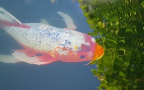 国风水彩好运锦鲤高清手机壁纸第6张