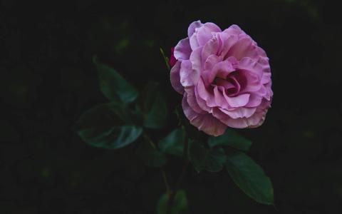 玫瑰花图片 _ 第(8)张