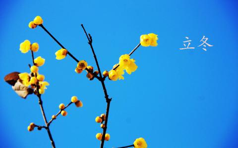 梅花图片 _ 第(10)张