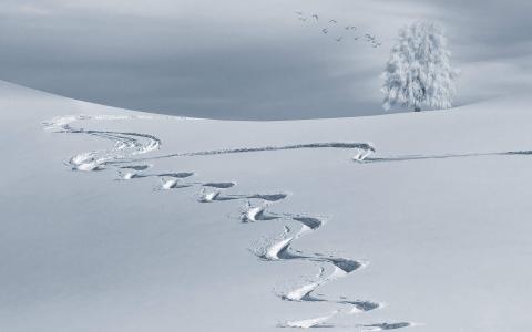 白茫茫雪景图片高清桌面壁纸第2张