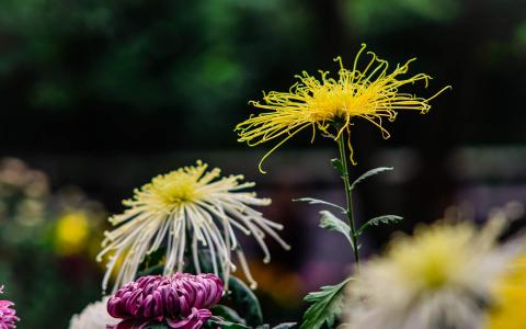 2017年11月红色鲜艳菊花图片日历壁纸第4张