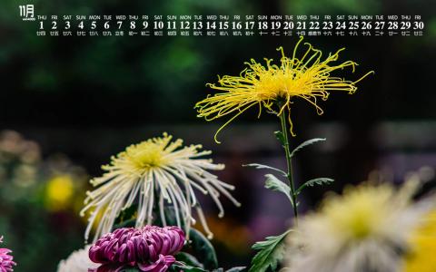 2018年11月唯美菊花图片日历壁纸第4张