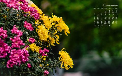 2018年11月唯美菊花图片日历壁纸第5张