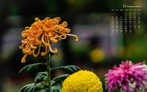 2018年11月唯美菊花图片日历壁纸第6张