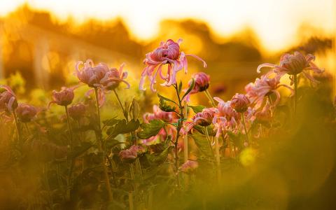 精选菊花图片高清电脑桌面壁纸第1张