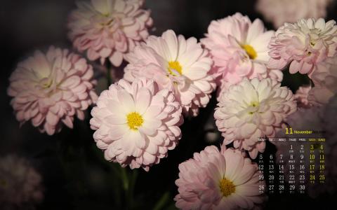 2018年11月多彩缤纷菊花唯美高清日历壁纸第4张