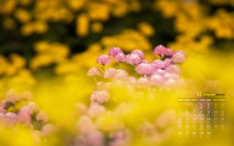2018年11月多彩缤纷菊花唯美高清日历壁纸第5张