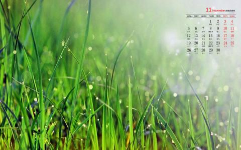绿色植物图片 _ 第(7)张