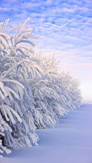 雪景图片 _ 第(8)张
