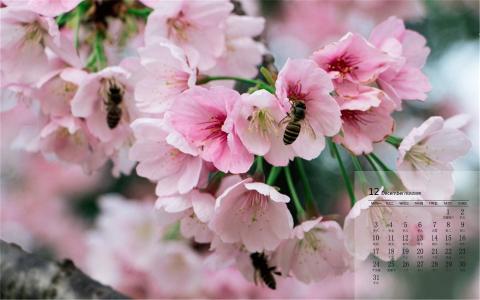 樱花图片 _ 第(1)张