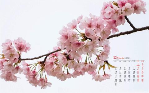 樱花图片 _ 第(2)张