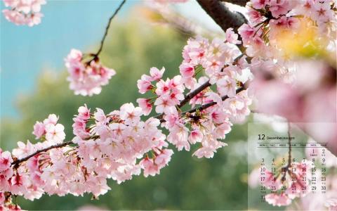 樱花图片 _ 第(4)张