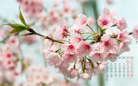 樱花图片 _ 第(5)张