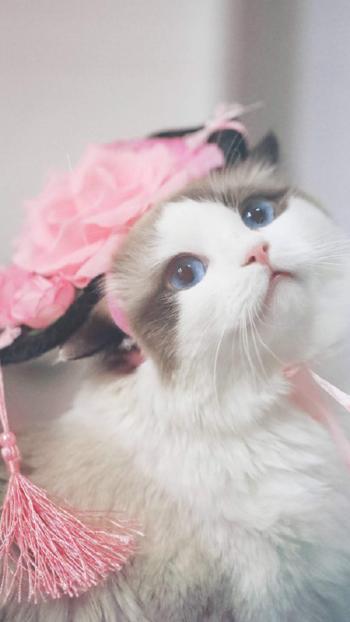 乖巧可爱猫咪图片手机壁纸第0张