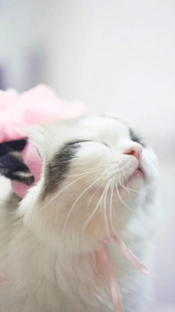 乖巧可爱猫咪图片手机壁纸第2张