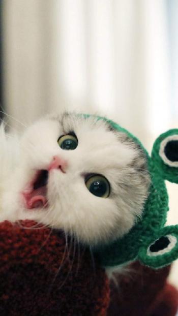 乖巧可爱猫咪图片手机壁纸第4张
