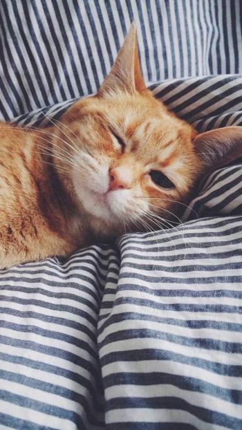 乖巧可爱猫咪图片手机壁纸第5张