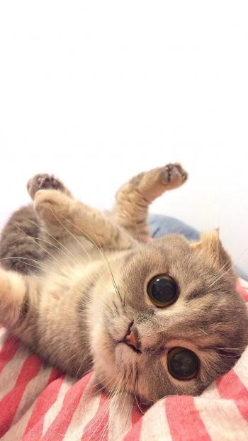 乖巧可爱猫咪图片手机壁纸第6张